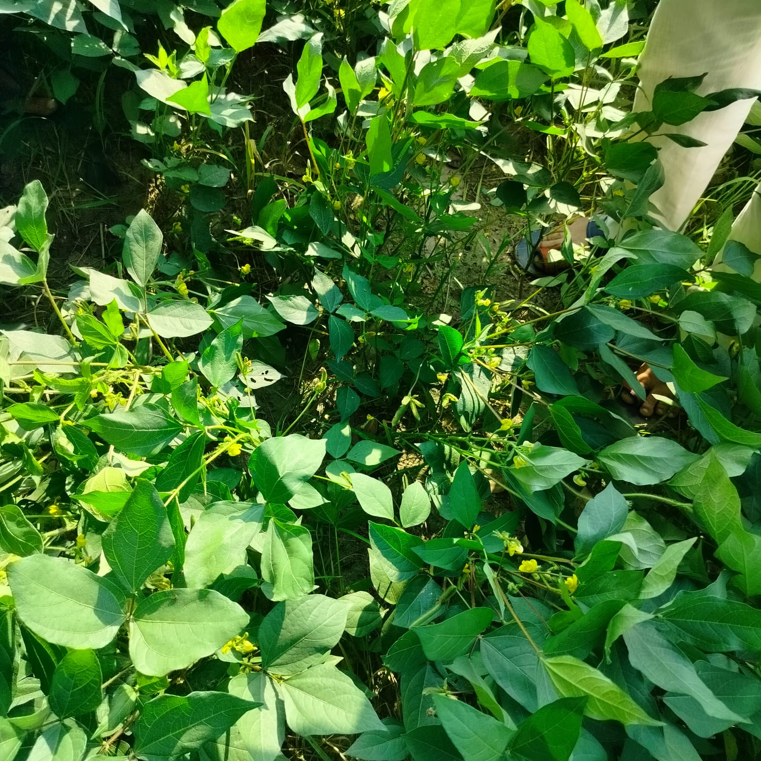 Home plant