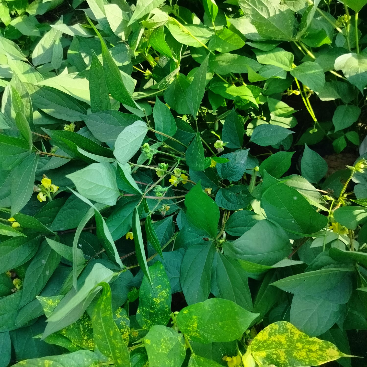 Home plants